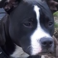 honden foto 