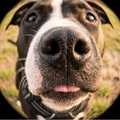 honden foto 