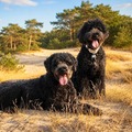 honden foto 