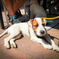 honden foto 