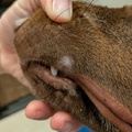 honden foto 