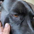 honden foto 