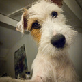 honden foto 