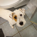 honden foto 