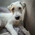 honden foto 
