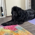 honden foto 