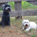 honden foto 