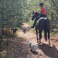 honden foto 
