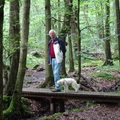 honden foto 