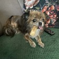 honden foto Ziet er niet heel snugger uit.