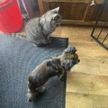 honden foto Onder de indruk kijken ze naar terror pup Ollie.