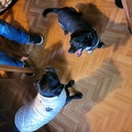 honden foto 