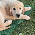 honden foto 