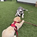 honden foto 