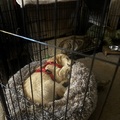honden foto 
