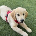 honden foto 