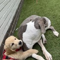 honden foto 