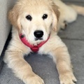 honden foto 