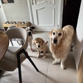 honden foto 
