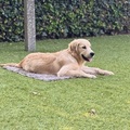 honden foto 