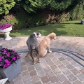 honden foto 
