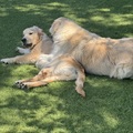 honden foto 
