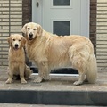 honden foto 