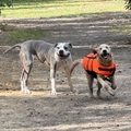 honden foto 