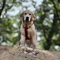 honden foto 