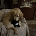honden foto 