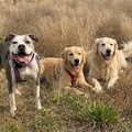 honden foto 