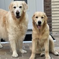 honden foto 