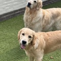 honden foto 