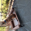 honden foto 