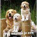 honden foto 