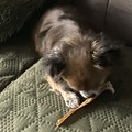 honden foto lotus altijd super blij met een nieuw stukje hertenhuid.