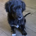 honden foto Ollie