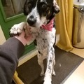 honden foto 