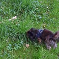 honden foto Mail aan het lezen.