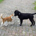honden foto Gelukkig vriendjes met kat Lucky.