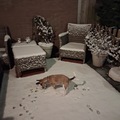 honden foto 