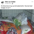 honden foto 