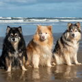 honden foto 