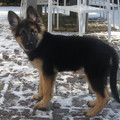 honden foto 