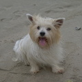 honden foto Hallo en ik ben de 3 weken oudere vriend van Gizmo ( malteser/shih-tzu )
Wij zijn altijd samen....leuk hé nooit alleen!!! Ik heet zelf trouwens Rocco en hou het meest van rennen tot ik niet meer kan!