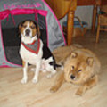 honden foto 