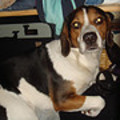 honden foto 