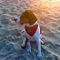 honden foto 