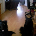 honden foto ook bij pa en ma thuis en Ashly! 