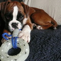 honden foto Ik ben Freuja, een boxervrouwtje van vijf maanden oud.